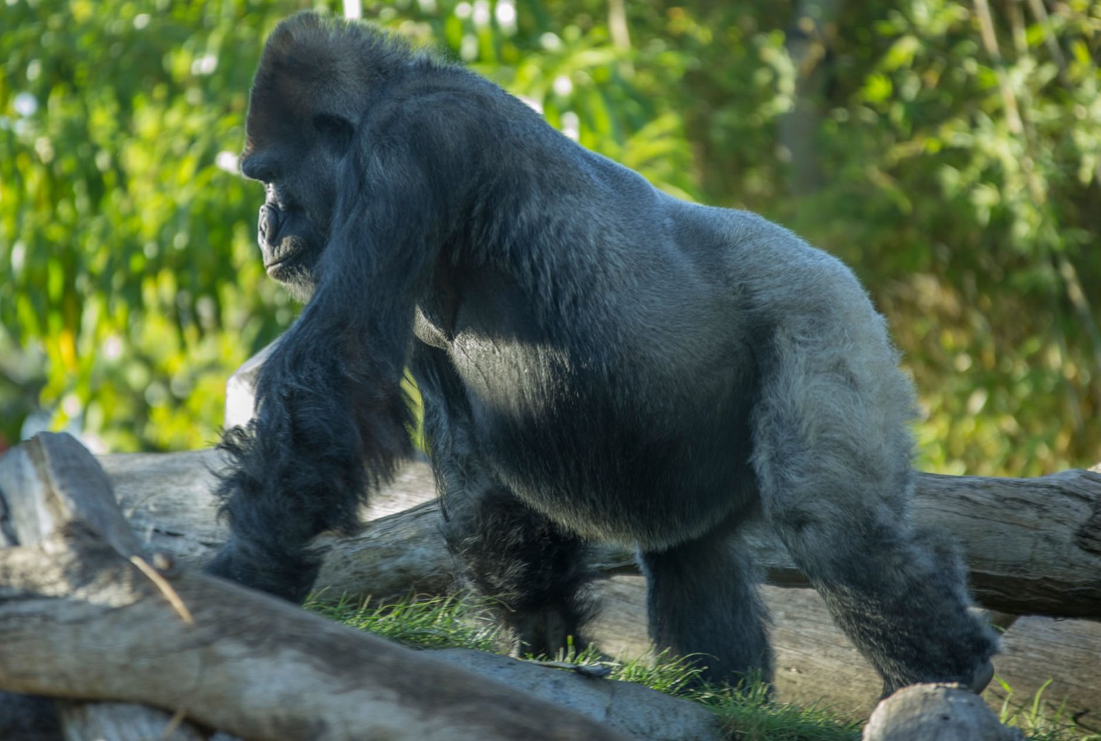 San Diego Zoo Part I 138